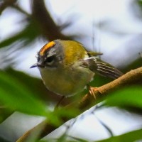 Madeira Firecrest